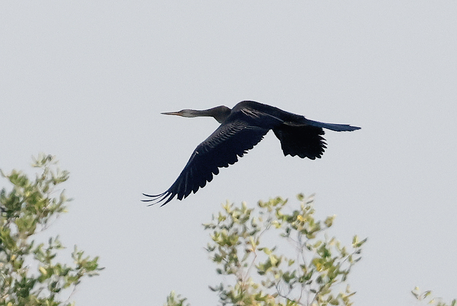 Oriental Darter