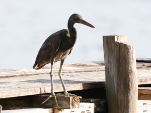 Pacific Reef Heron - West Papua Birding Tour