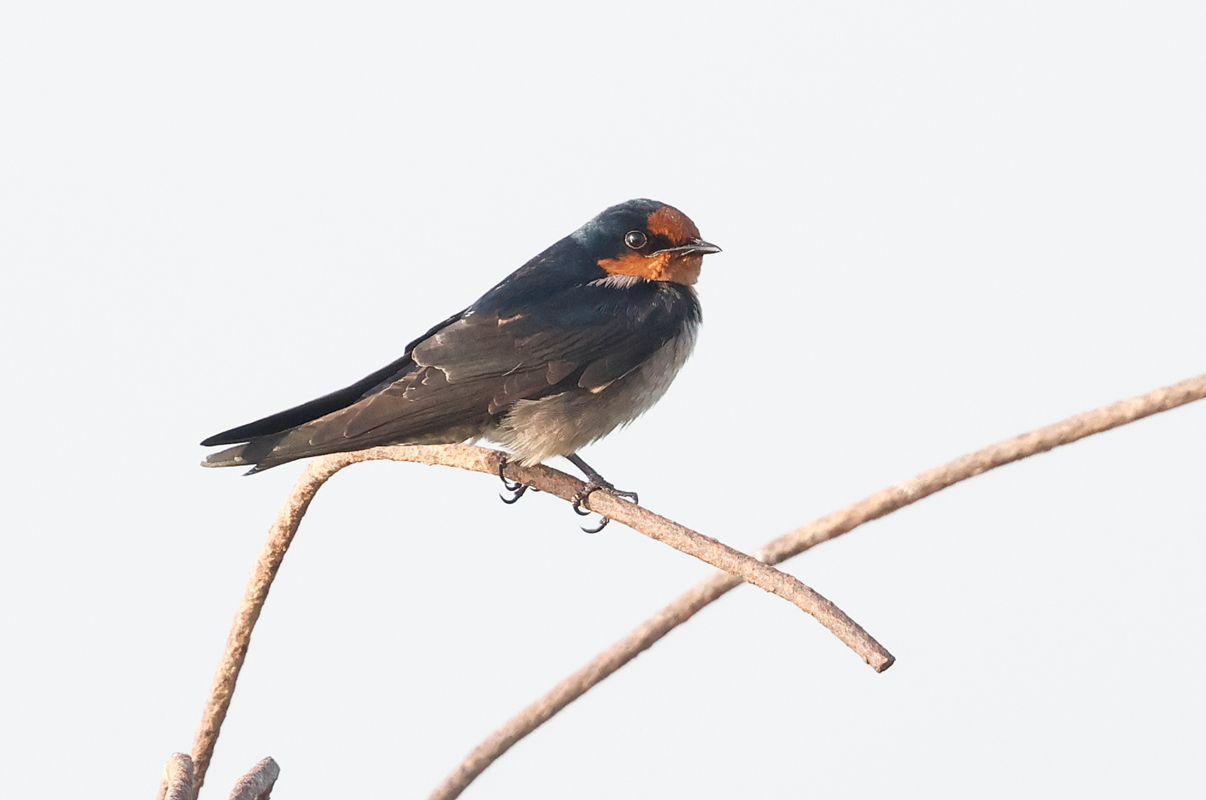 Pacific Swallow