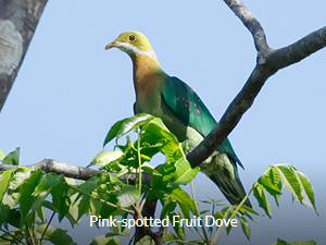 Pink-spotted Fruit Dove - West Papua Birding Tour