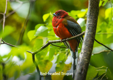 Red-headed Trogon - Peninsula Malaysia Birding Tour