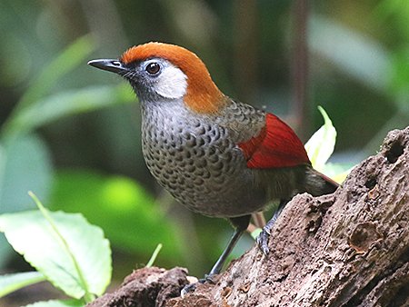 Red-tailed Laughingthrush Ngoc Linh birding tours Vietnam