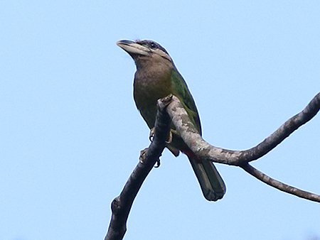 Red-vented Barbet, Psilopogon lagrandieri, Vietnam birding tour