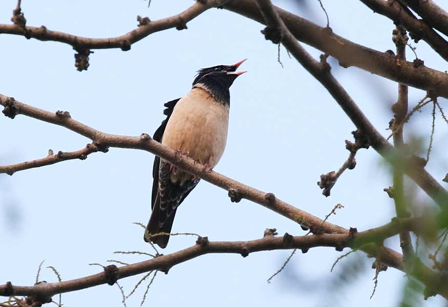 Rosy Starling
