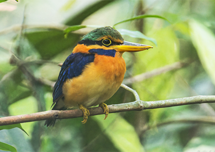 Rufous-collared Kingfisher