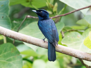 Shining Flycatcher - West Papua Birding Tour