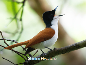 Shining Flycatcher - West Papua Birding Tour