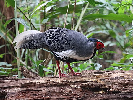 Silver Pheasant, Lophura nycthemera annamensis, Vietnam birding tours