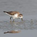 Spoon-billed Sandpiper