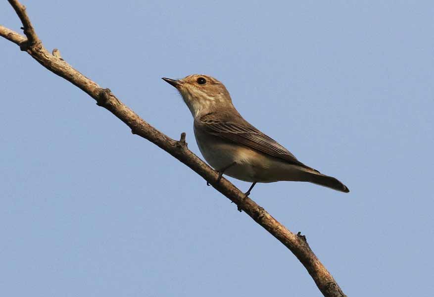 Spotted Flycatcher