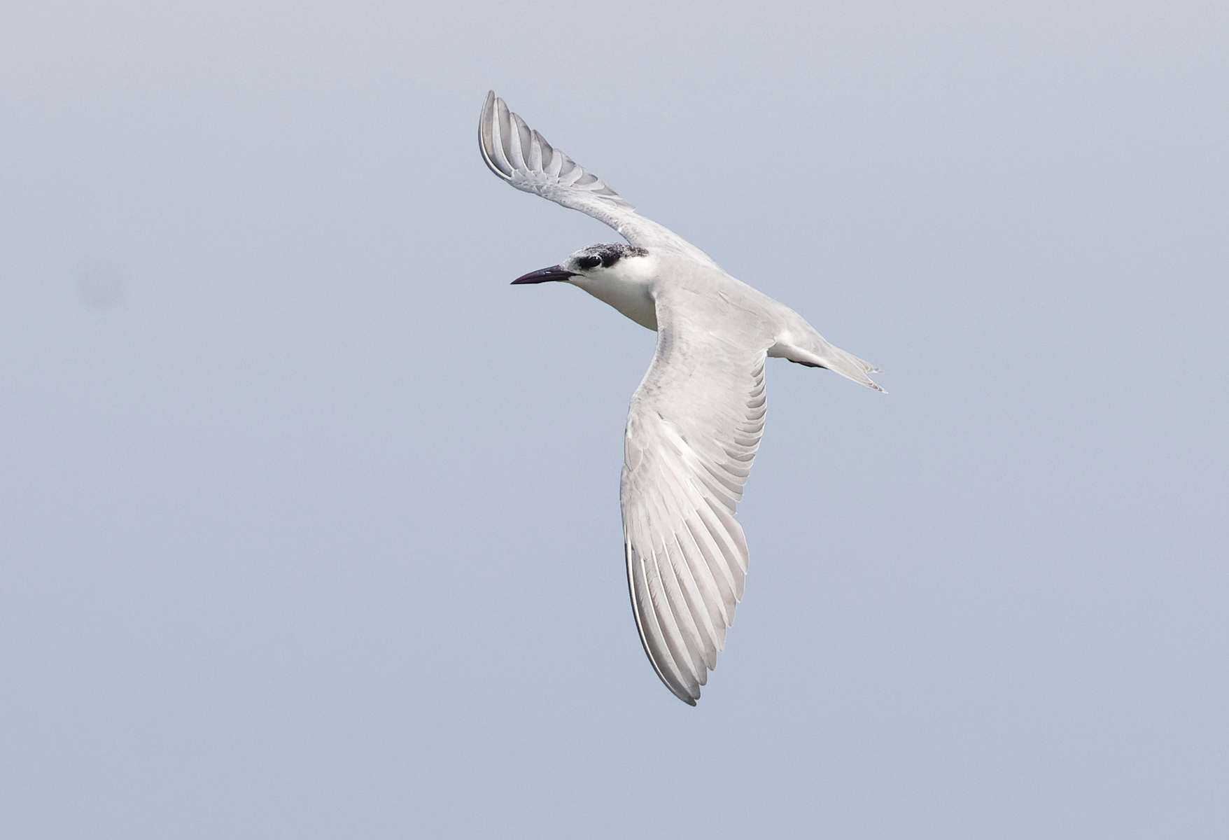 Whiskered Tern