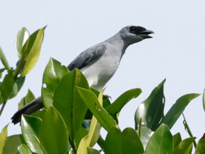 White-bellied Cuckooshrike - West Papua Birding