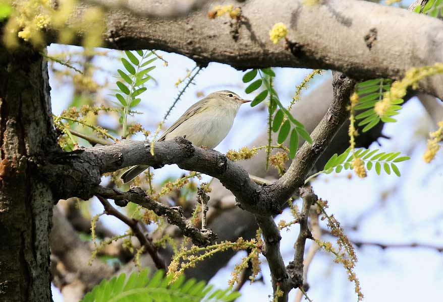 Willow Warbler