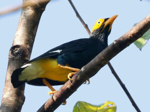 Yellow-faced Myna - Birding West Papua