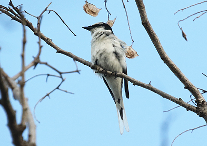 Ashy Minivet - birding in Cambodia photo gallery