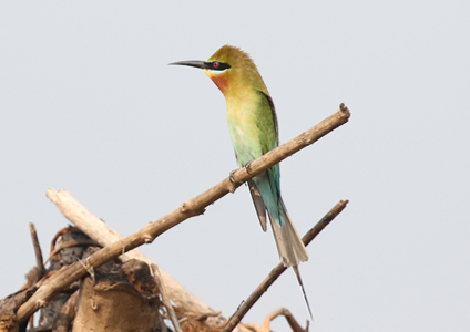 Blue-tailed Bee-eater