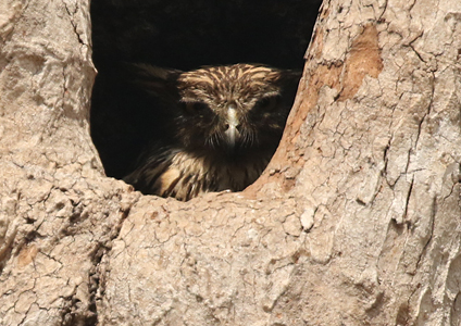 Brown Fish Owl