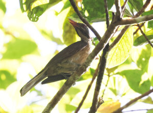 Brown Oriole - West Papua Birding Tour