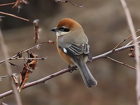 Bull-headed Shrike, Lanius bucephalus - birding in South Korea