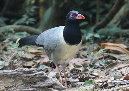 Coral-billed Ground Cuckoo