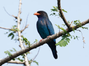 Dollarbird - West Papua Birding Tour