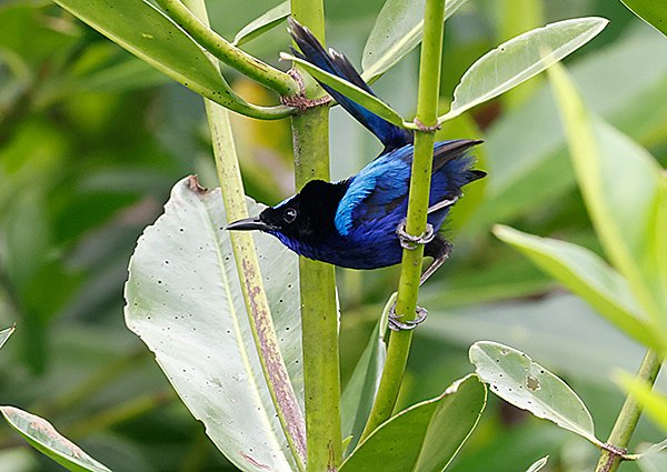 Emperor Fairywren, Malurus cyanocephalus - West Papua Birding Tour