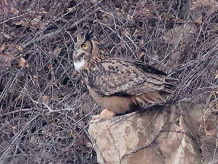 Eurasian Eagle Owl, Bubo bubo - birding tour Korea