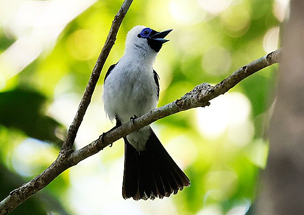 Frilled Monarch, Arses telescopthalmus - West Papua Birding Tour