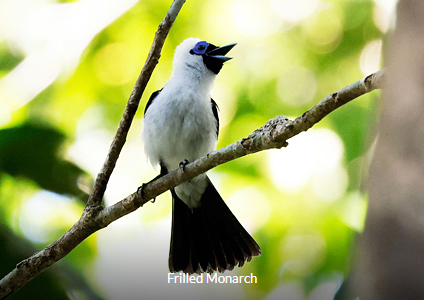 Frilled Monarch - West Papua Birding Trip Report