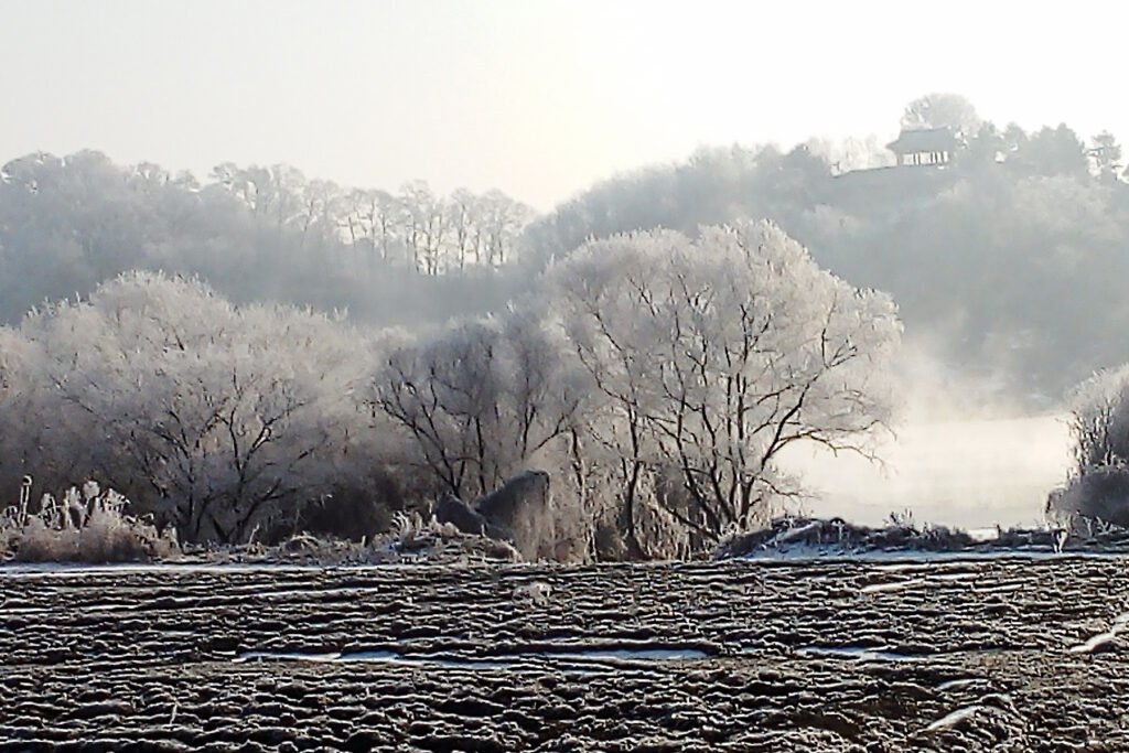 Frosty Trees South Korea