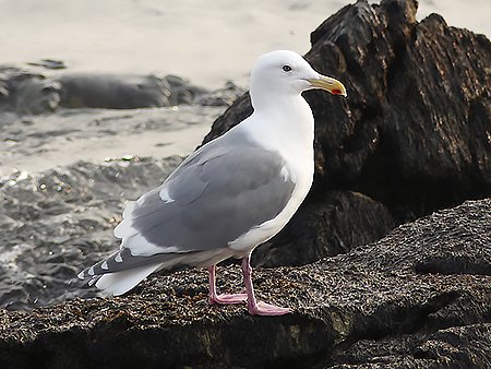 Glaucous-winged Gull, Larus glaucescens - South Korea birding tours