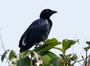 Glossy-mantled Manucode - West Papua Birding Tour