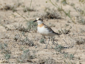 Greater Sand Plover,Anarhynchus leschenaultii,  Mongolia bird tour