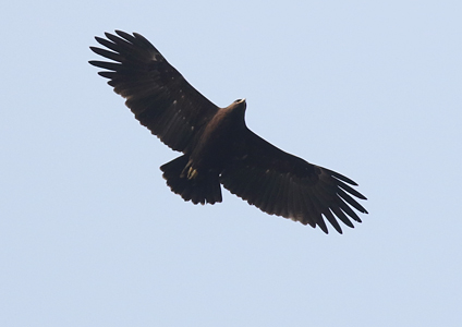 Greater Spotted Eagle