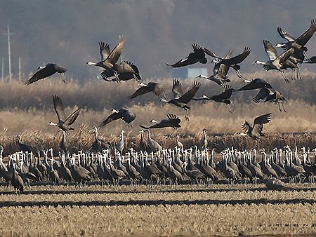 Hooded Cranes, Grus monarcha - South Korea bird tours