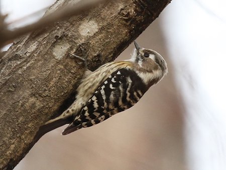 Japanese Pygmy Woodpecker, Yungipicus kizuki - South Korea birding tour