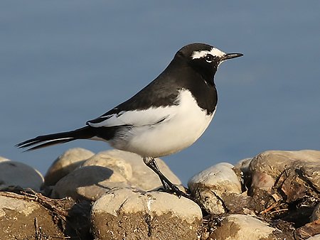 Japanese Wagtail, Motacilla grandis - winter birding South Korea