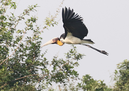 Lesser Adjutant