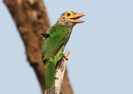 Lineated Barbet - birding in Cambodia photo gallery
