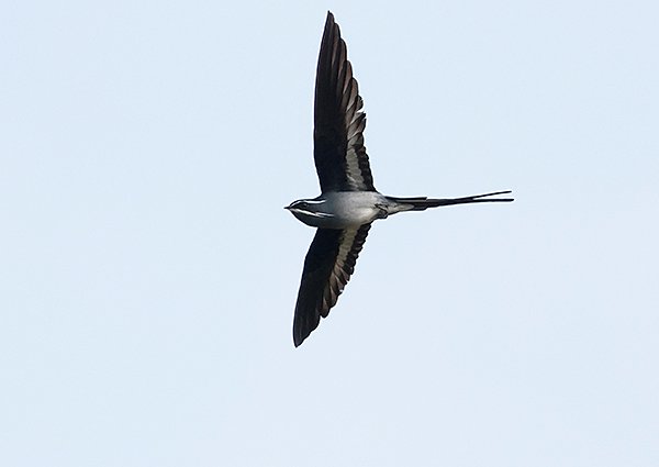 Moustached Treeswift, Hemiprocne mystacea - West Papua Birding Tour