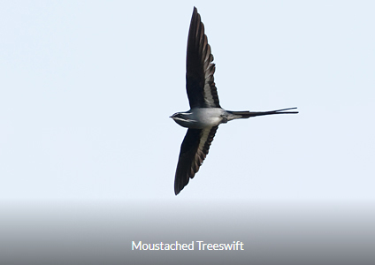 Moustached Treeswift - West Papua Birding Trip Report