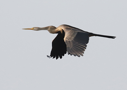 Oriental Darter