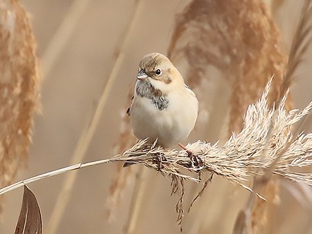 Pallas's Reed Bunting, Emberiza pallisi - South Korea birding tour