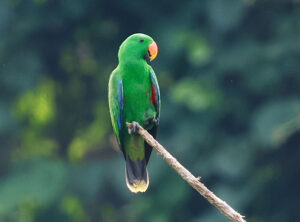 Papuan Eclectus - West Papua Birding Tour