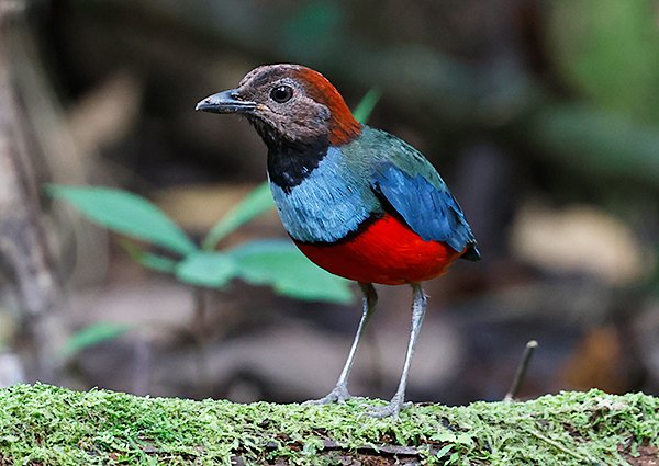 Papuan Pitta, Erythropitta macklotii - West Papua Birding Tour