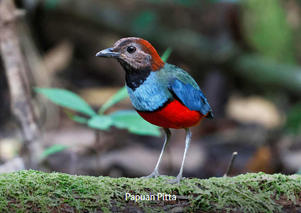 Papuan Pitta - West Papua Birding Trip Report