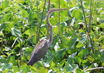 Purple Heron