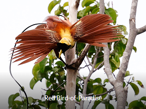 Red Bird-of-Paradise - West Papua Birding Tour