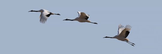 Red-crowned Cranes in Flight - South Korea Winter Birding Tour