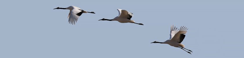 Red-crowned Cranes in Flight - South Korea Winter Birding Tour